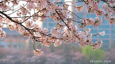 樱花韩国樱桃粉色